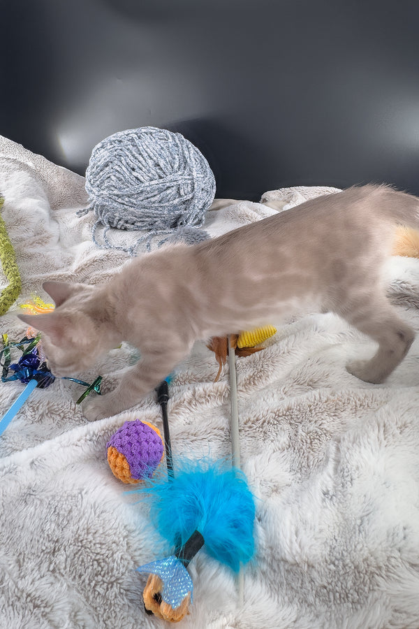 Mykonos | Bengal Kitten