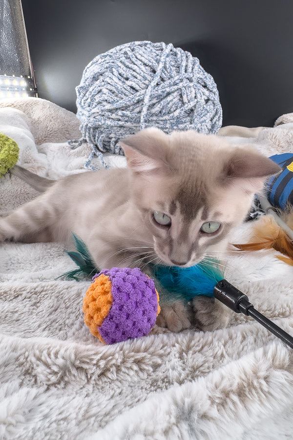 Mykonos | Bengal Kitten