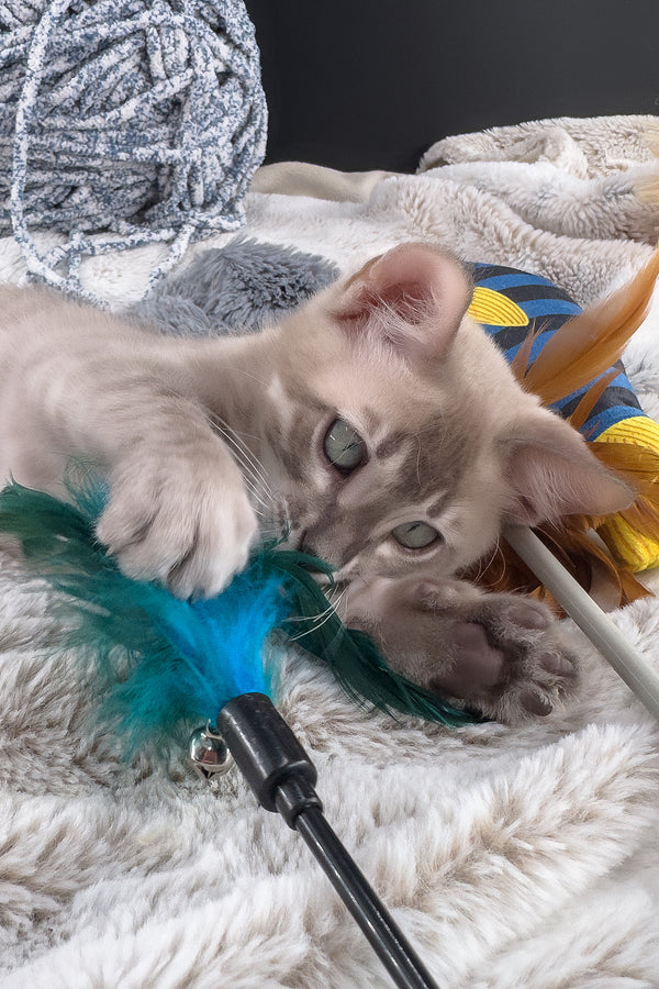 Mykonos | Bengal Kitten