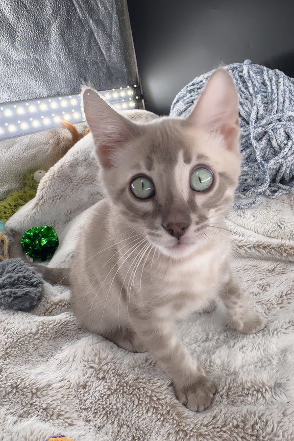 Mykonos | Bengal Kitten