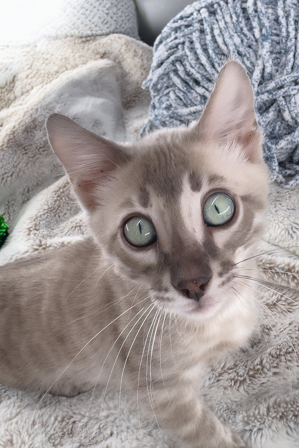 Mykonos | Bengal Kitten