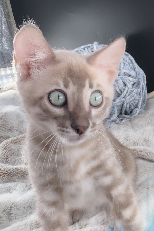 Mykonos | Bengal Kitten