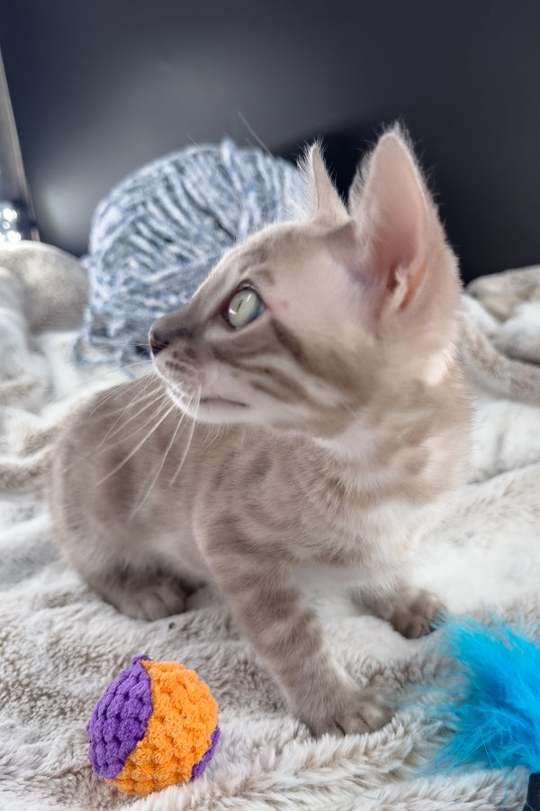 Mykonos | Bengal Kitten