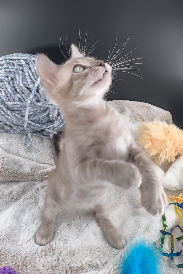 Mykonos | Bengal Kitten