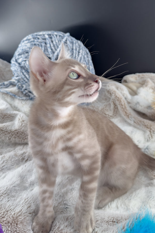 Mykonos | Bengal Kitten