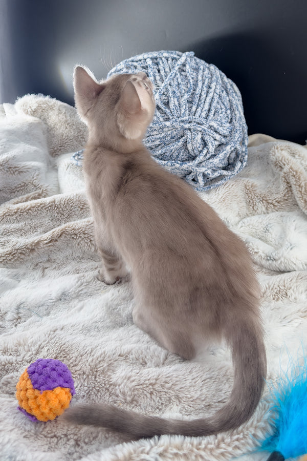 Mykonos | Bengal Kitten
