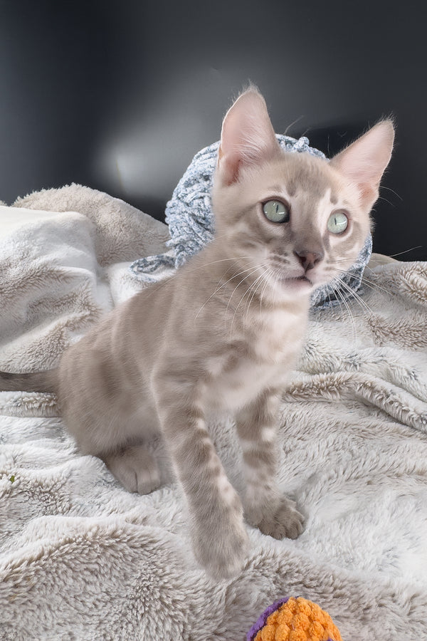 Mykonos | Bengal Kitten