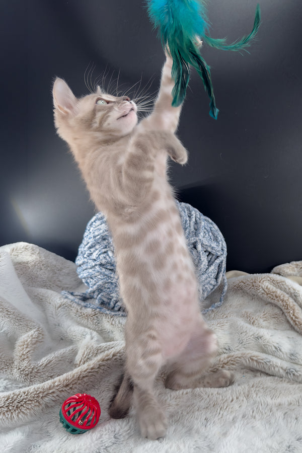 Mykonos | Bengal Kitten