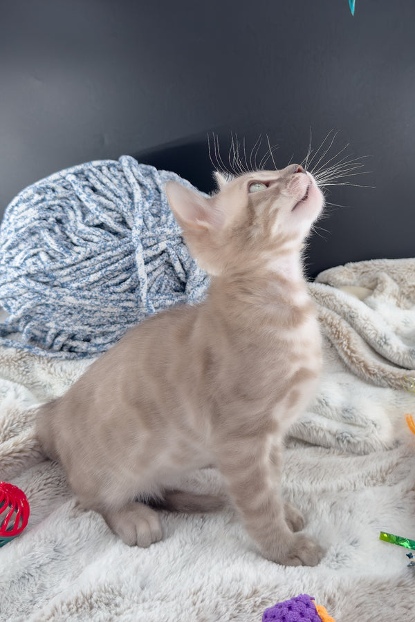 Mykonos | Bengal Kitten