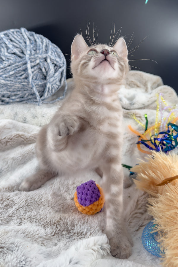 Mykonos | Bengal Kitten