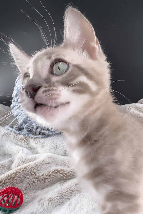 Mykonos | Bengal Kitten