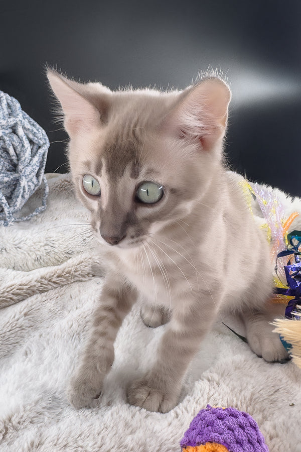 Mykonos | Bengal Kitten