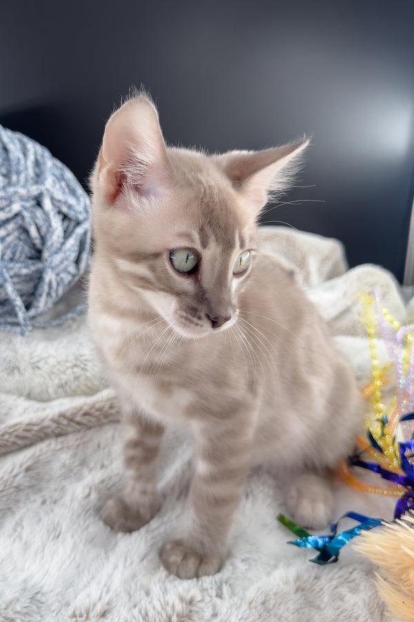 Mykonos | Bengal Kitten