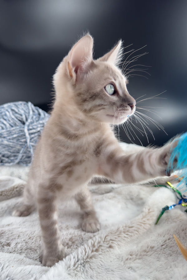 Mykonos | Bengal Kitten