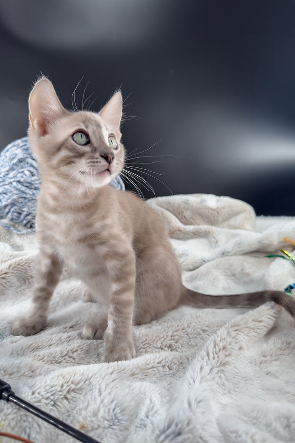 Mykonos | Bengal Kitten