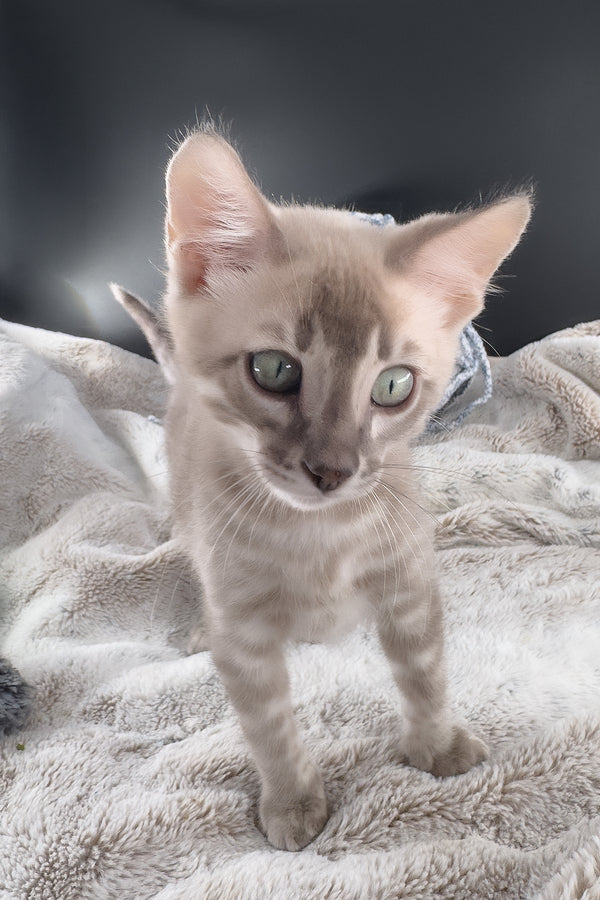 Mykonos | Bengal Kitten