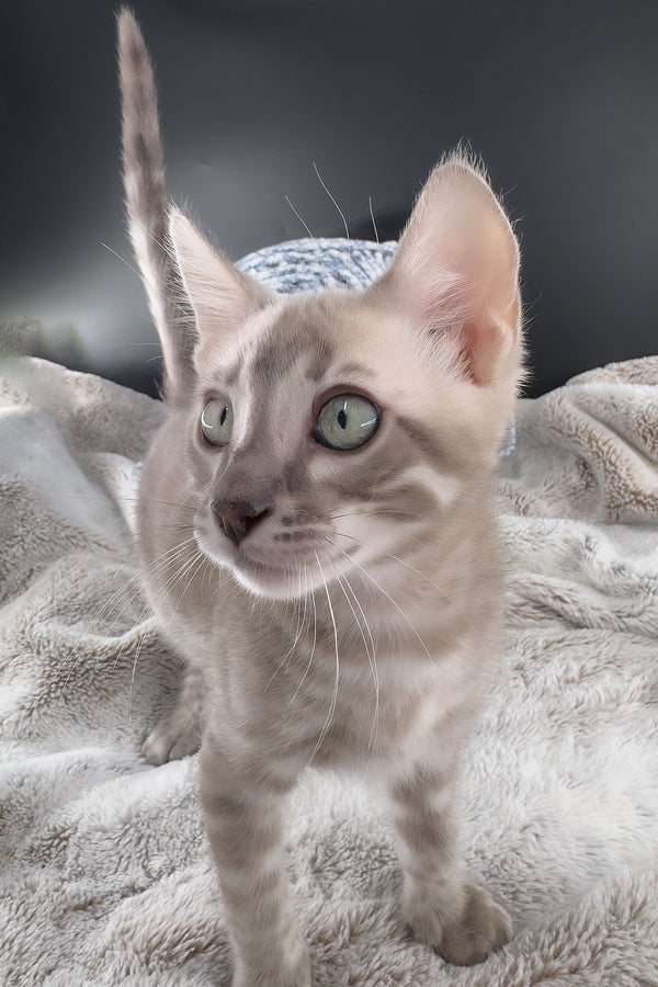 Mykonos | Bengal Kitten