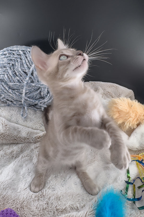 Mykonos | Bengal Kitten