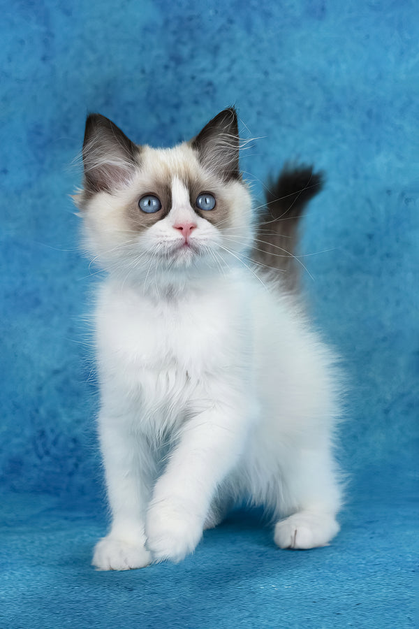 Shakira | Ragdoll Kitten