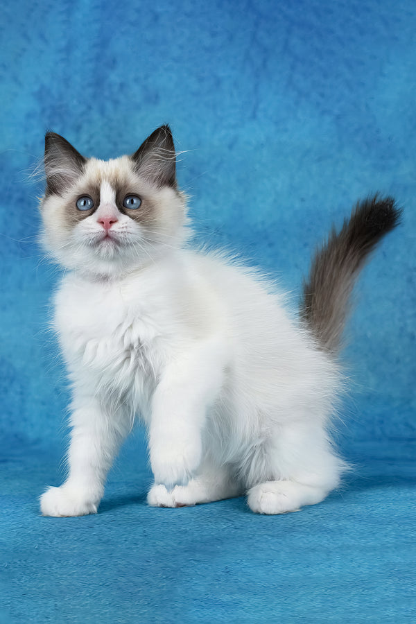 Shakira | Ragdoll Kitten