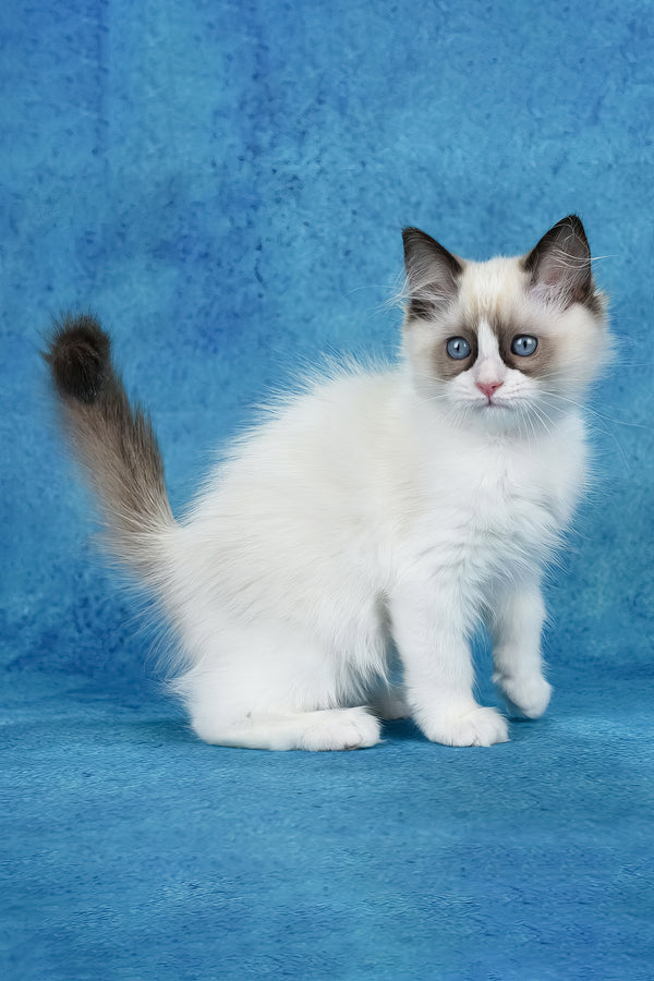 Shakira | Ragdoll Kitten