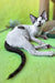 Xyla | Devon Rex Kitten
