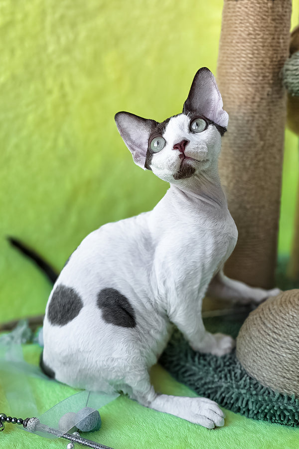 Xyla | Devon Rex Kitten