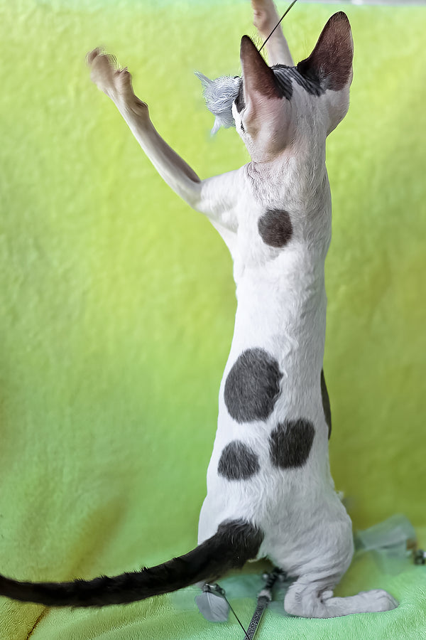 Xyla | Devon Rex Kitten