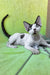 Xyla | Devon Rex Kitten