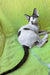 Xyla | Devon Rex Kitten