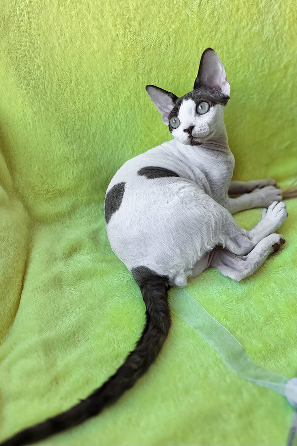 Xyla | Devon Rex Kitten