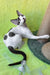 Xyla | Devon Rex Kitten