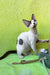 Xyla | Devon Rex Kitten