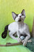 Xyla | Devon Rex Kitten