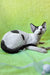 Xyla | Devon Rex Kitten
