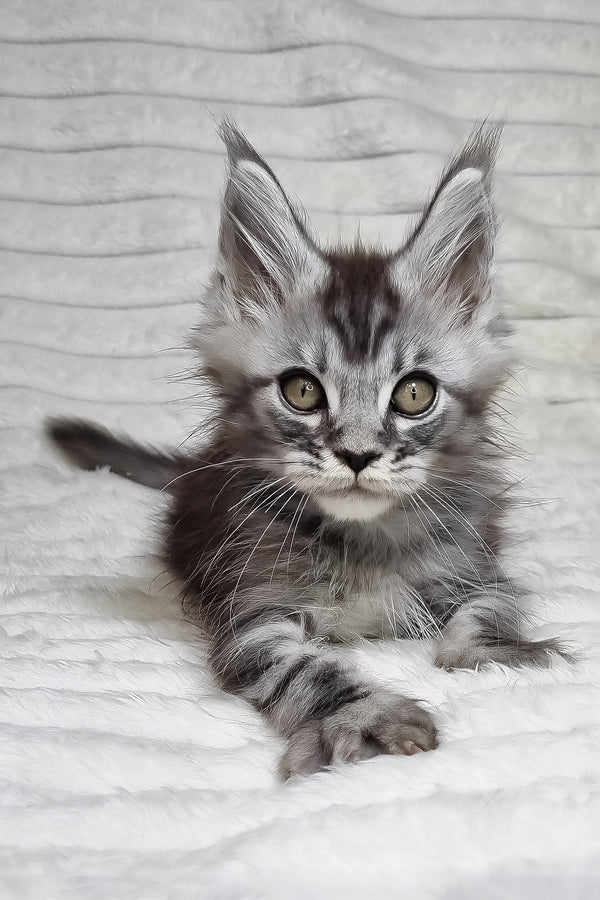 Norman | Maine Coon Kitten