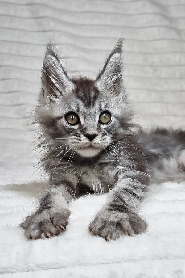 Norman | Maine Coon Kitten