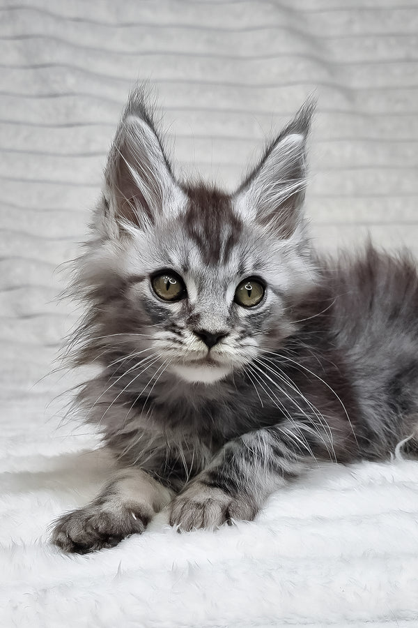 Norman | Maine Coon Kitten