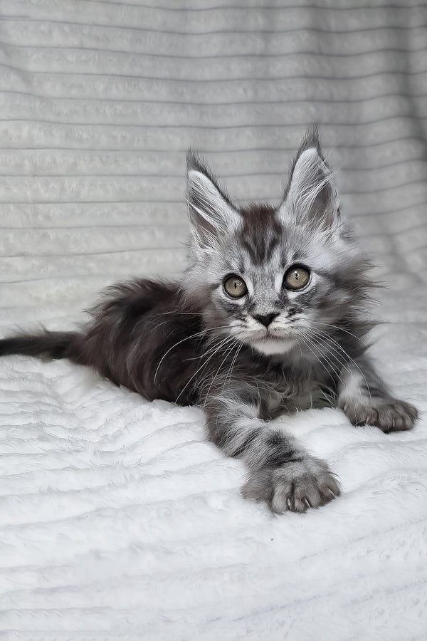 Norman | Maine Coon Kitten