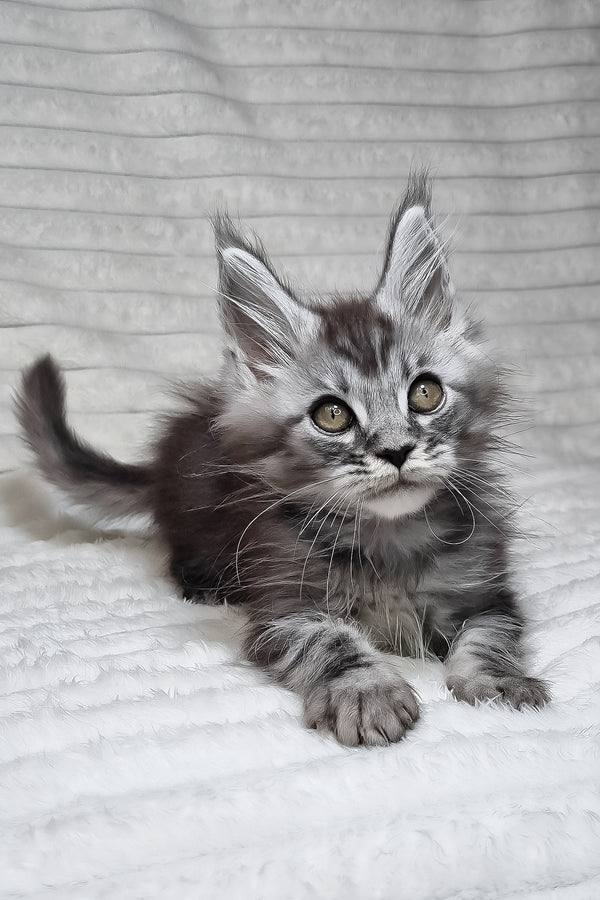 Norman | Maine Coon Kitten