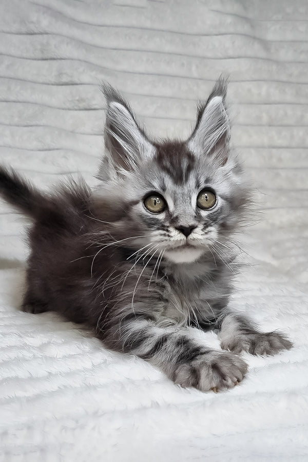 Norman | Maine Coon Kitten