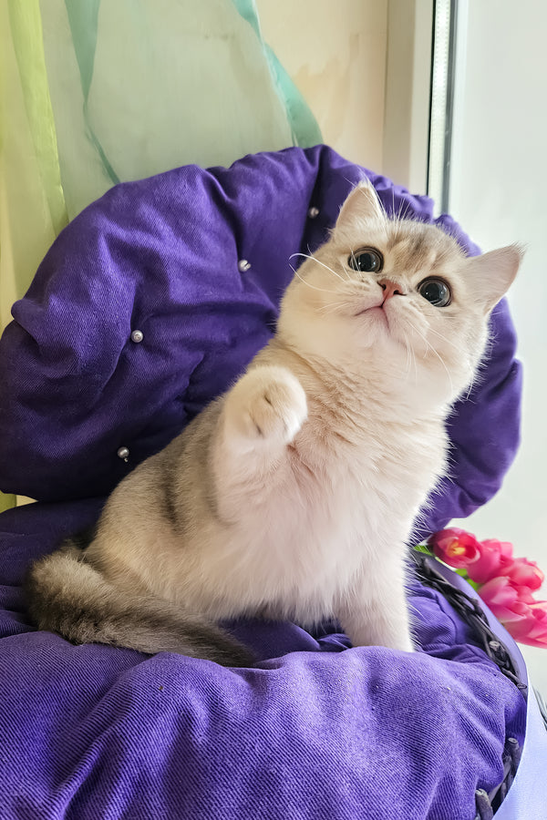 Nadis | British Shorthair Kitten