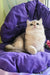 Nadis | British Shorthair Kitten