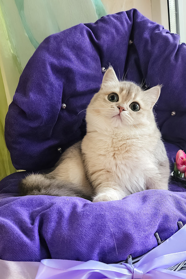 Nadis | British Shorthair Kitten