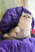 Nadis | British Shorthair Kitten