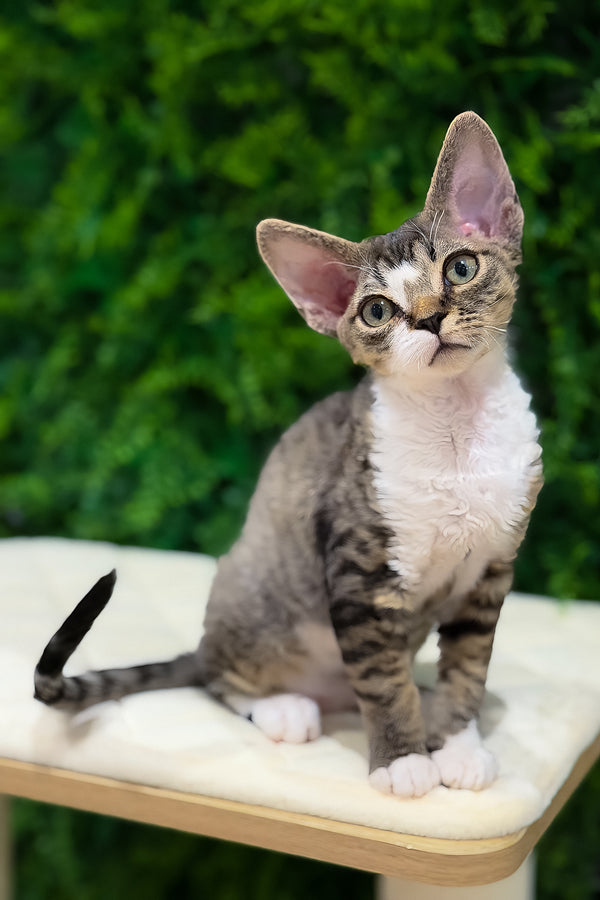 Nala | Devon Rex Kitten