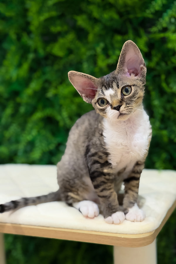 Nala | Devon Rex Kitten