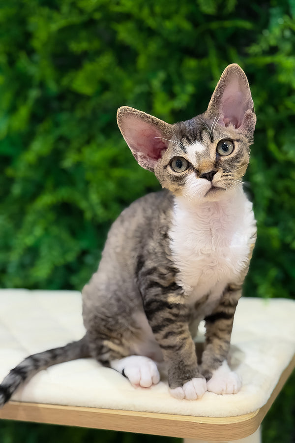 Nala | Devon Rex Kitten