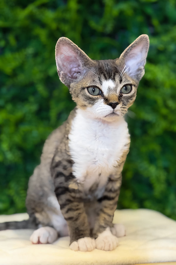 Nala | Devon Rex Kitten
