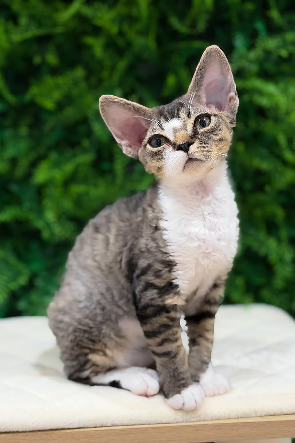 Nala | Devon Rex Kitten
